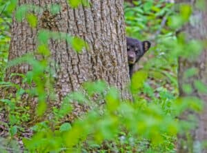 bear cub hiding behind a tree