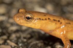 close up of Junaluska Salamander