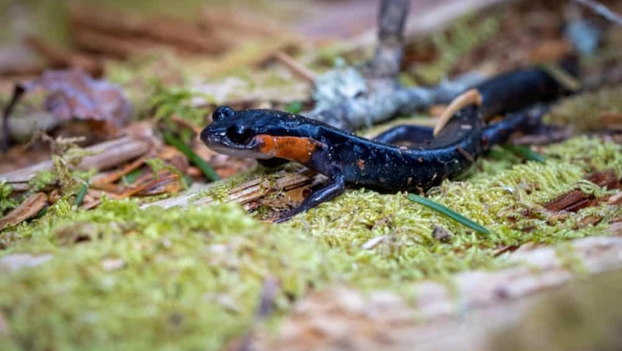 6 Fun Facts About Smoky Mountain Salamanders in Cades Cove