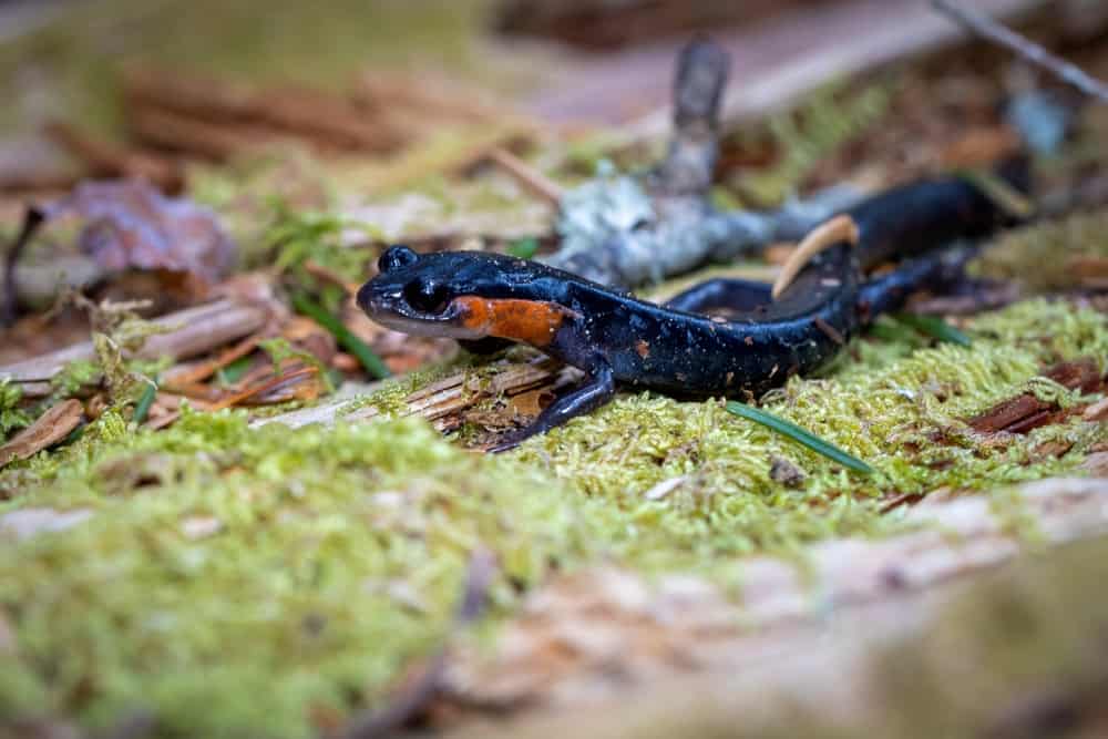 salamander in Smoky Mountains