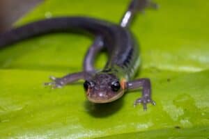 salamander on a leaf