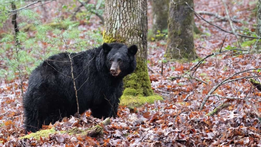 Do Smoky Mountain Black Bears Hibernate?