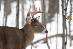 close up of white-tailed buck in snowy woods