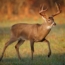 6 Fun Facts About Deer in Cades Cove